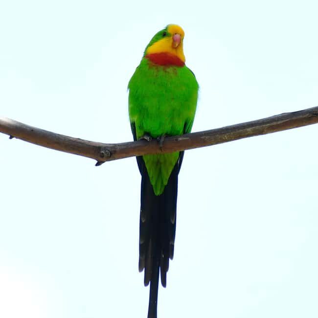 Canberra: Nature Tour with Lunch - Final Verdict: Is This Tour Worth It?
