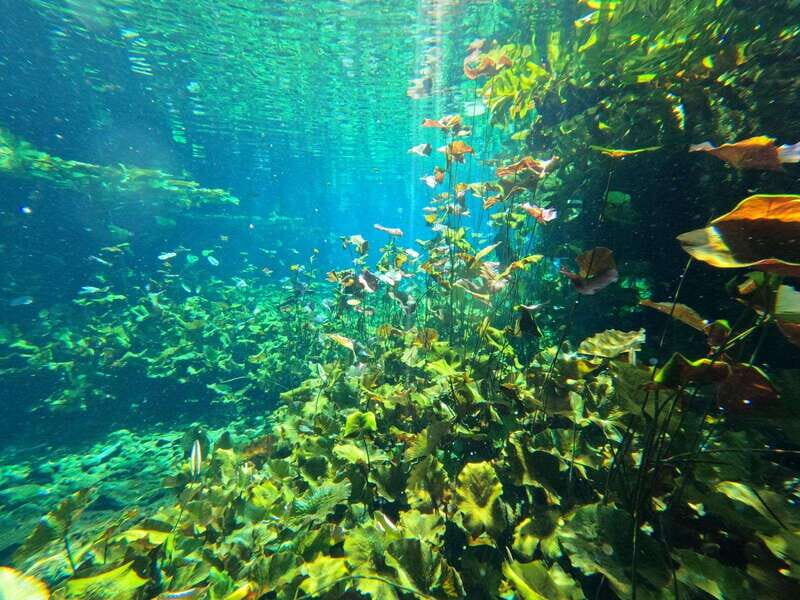Cancun 2 Cenote Dives: The Pit + Nicte Ha - Certified Divers - Logistics & Practical Details