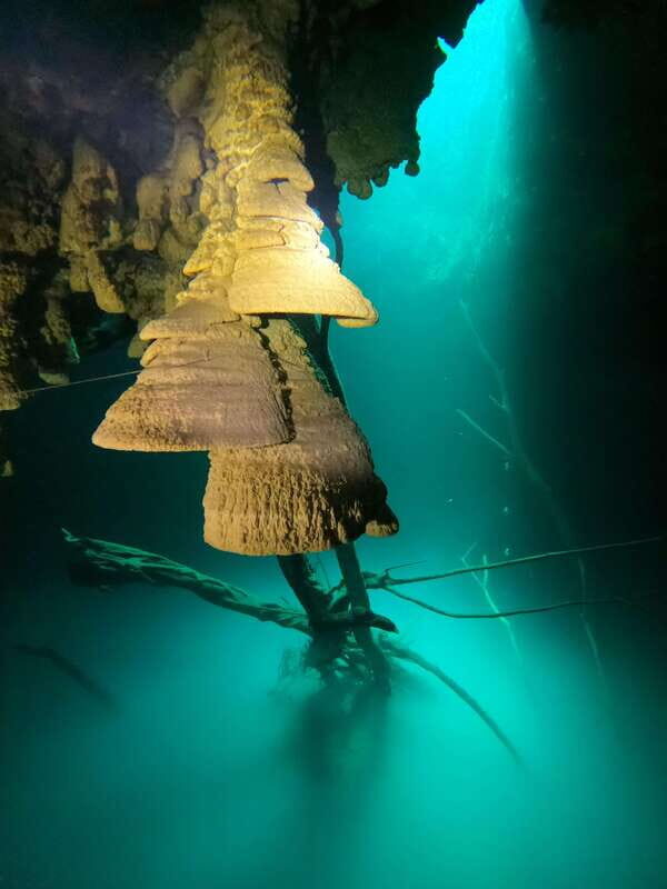 Cancun: 2 Dives in Cenotes Ki Ha + Zapote - Certified Divers - The Practicalities: Logistics, Cost, and Value