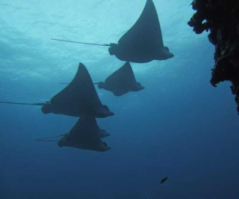 Cancun 2 Dives Shipwreck C55 or C58 & Reef -Certified Divers - FAQs