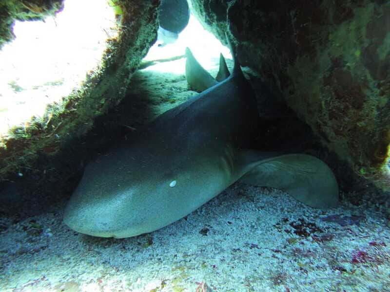 Cancun: 2 Reef Dives at Punta Cancun for Certified Divers - Diving Conditions and Practical Tips