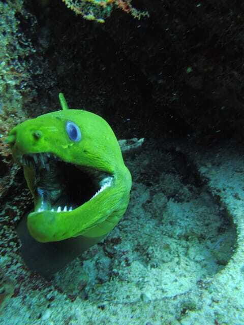 Cancun: 2 Reef Dives at Punta Cancun for Certified Divers - FAQ