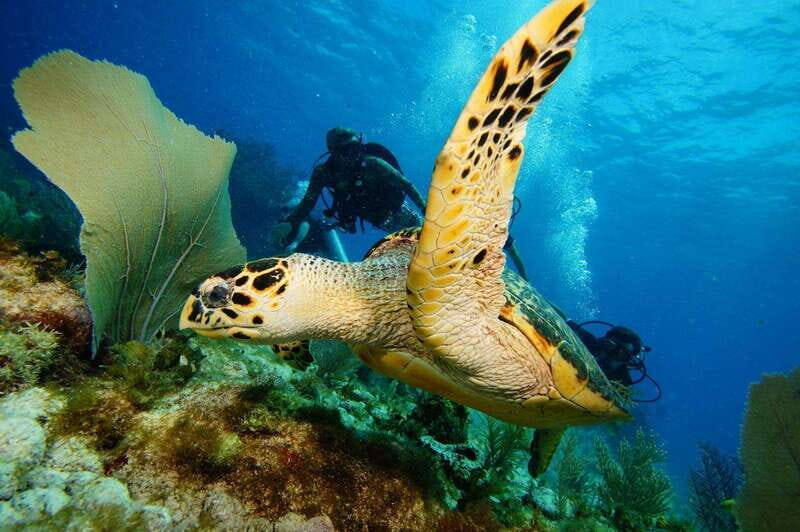CANCUN: 2T REEF DIVES FOR CERTIFIED DIVERS - An Honest Look at the 2T Reef Dives Tour