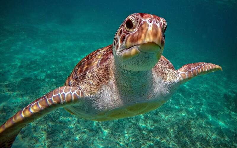 Cancun: Akumal Turtles and Cenote Snorkeling Tour - An Overview of the Experience