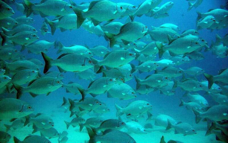 Cancun: Akumal Turtles and Cenote Snorkeling Tour - Practical Details and What’s Included