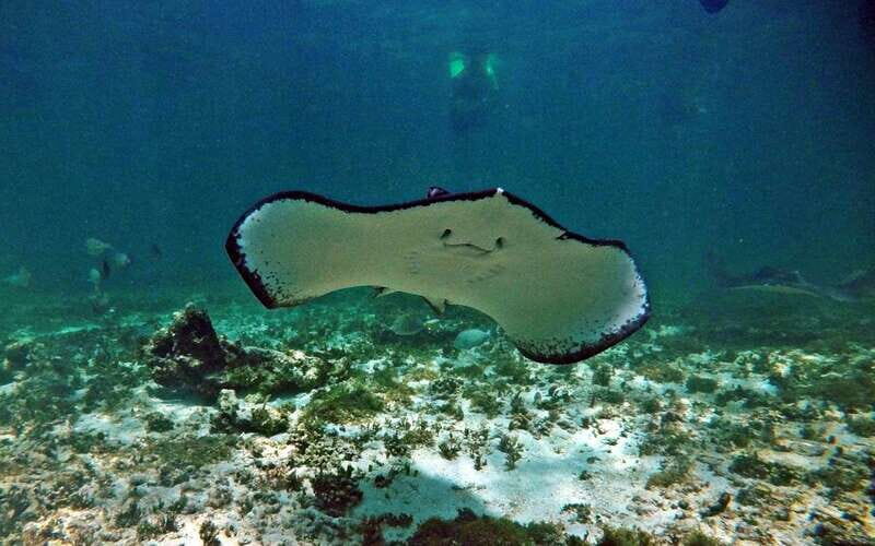 Cancun: Akumal Turtles and Cenote Snorkeling Tour - Real Traveler Insights
