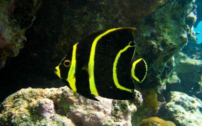 Cancun: Akumal Turtles and Cenote Snorkeling Tour - What Could Be Better?