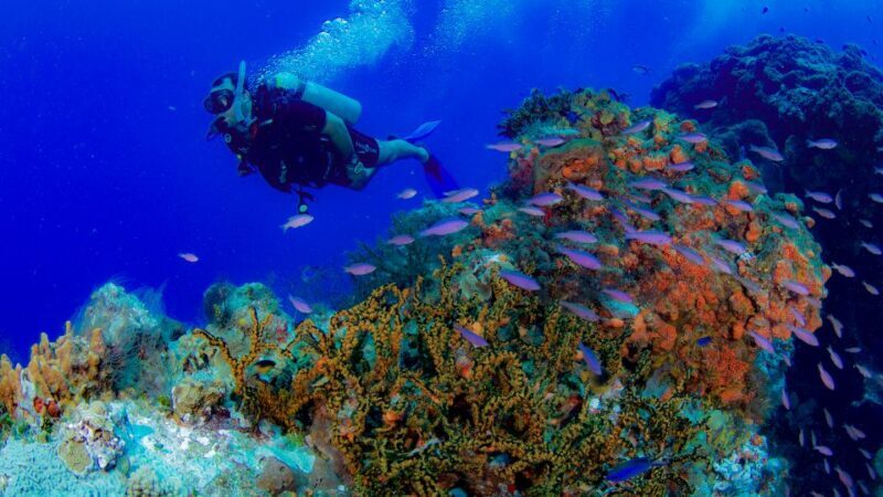 Cancun: Aquaworld Scuba Diving School - How the Tour Is Structured