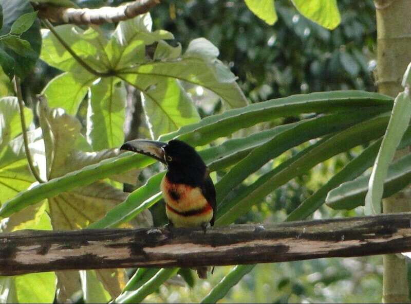 Cancún: Birds Photography Expedition with Transportation - An In-Depth Look at the Bird Photography Tour