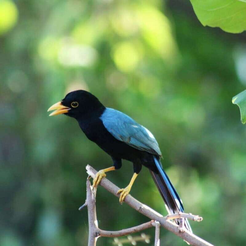 Cancún: Birds Photography Expedition with Transportation - Who Should Book This Tour?