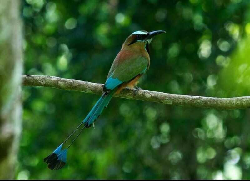 Cancún: Birds Photography Expedition with Transportation - The Sum Up