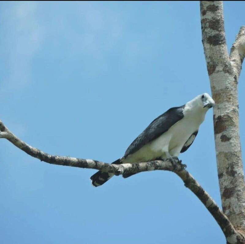 Cancún: Birds Photography Expedition with Transportation - FAQs