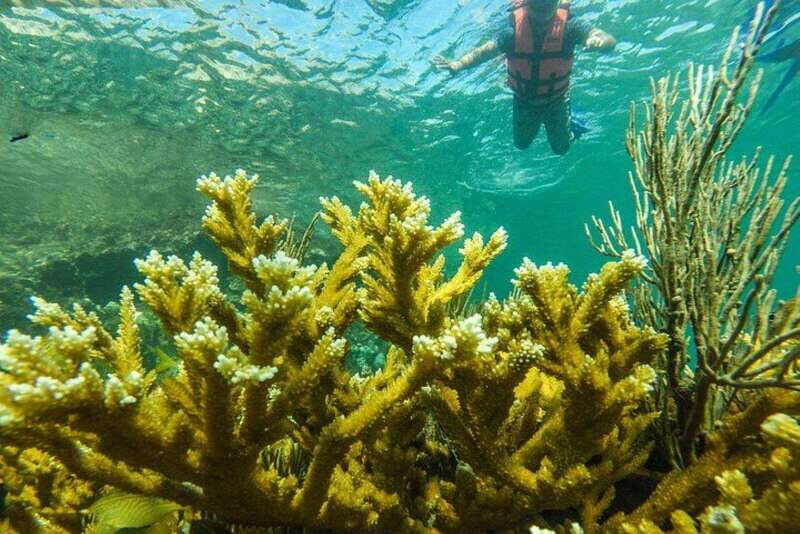 Cancun: Cancun Cenote Tour & Snorkeling - An Adventure Through Quintana Roo’s Natural Wonders