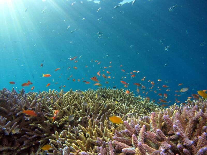 Cancun: Deep Reefs Exploration For Certified Divers - An In-Depth Look at the Cancun Deep Reefs Tour  