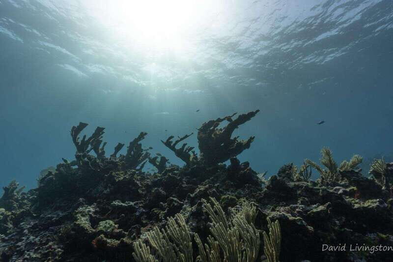 Cancun: Deep Reefs Exploration For Certified Divers - Final Thoughts: Who Will Love This Tour?  