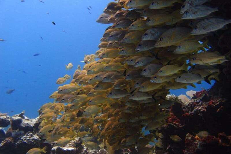 Cancun: Dive Underwater Museum & Manchones Reef - Why This Tour Offers Great Value