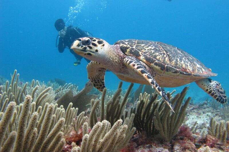 Cancun: Dive Underwater Museum & Manchones Reef - Perfect For