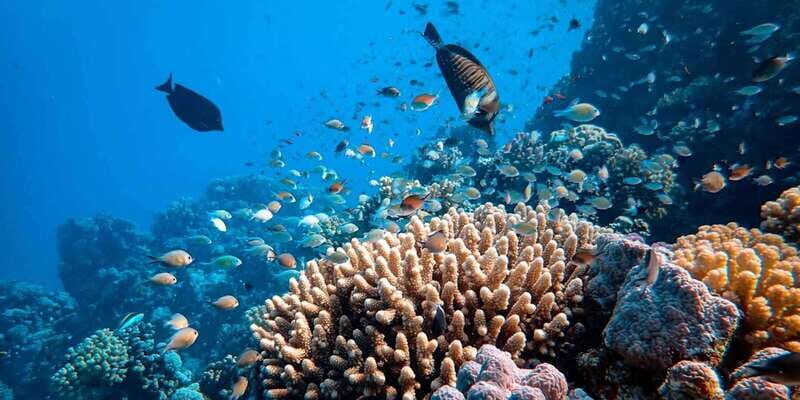 Cancun: Diving the Underwater Art Museum with 2-Tank Dive - Key Points  