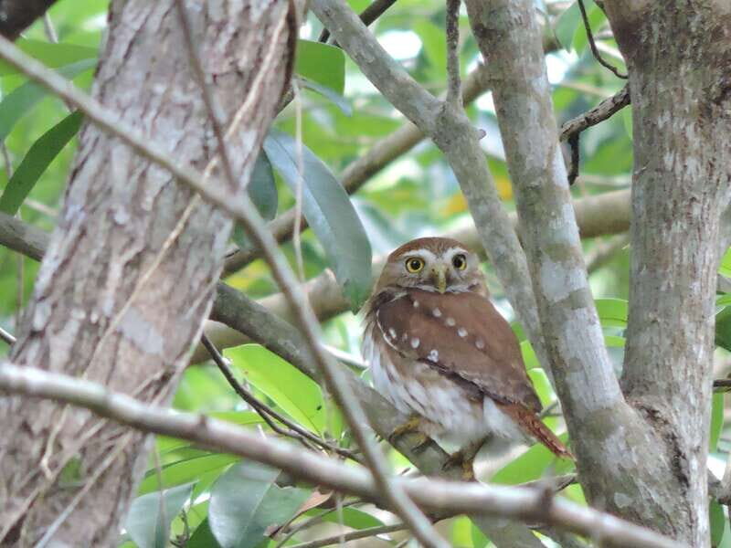 Cancún: Guided Birdwatching Hike - Key Points