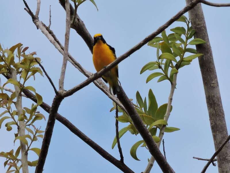 Cancún: Guided Birdwatching Hike - Why This Tour Works