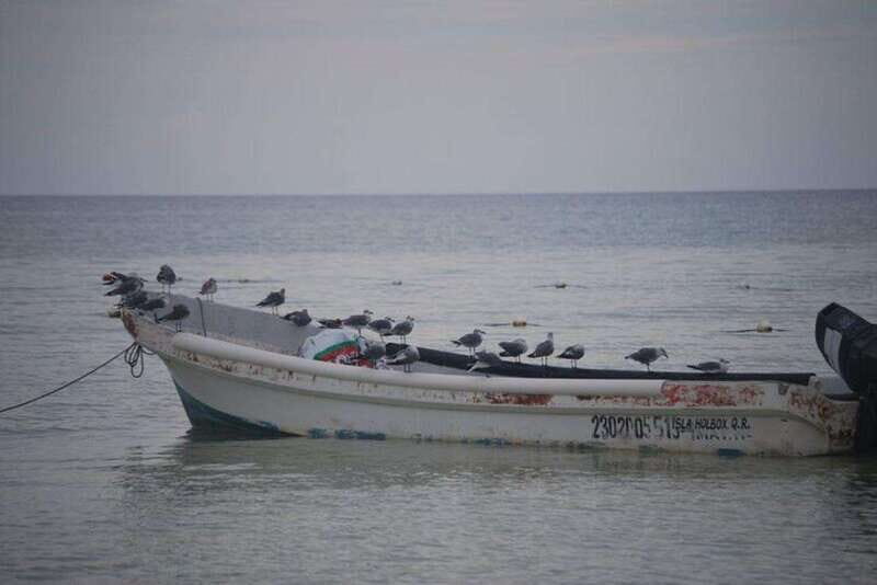 Cancun: Holbox Island Birdwatching and Wildlife Adventure - What Makes This Tour Stand Out