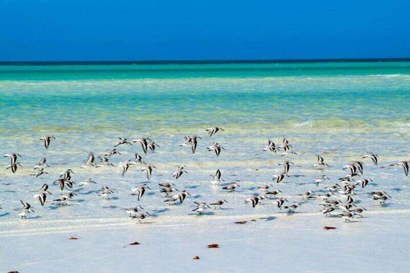 Cancun: Holbox plus Island, Punta Mosquito Trip with Lunch - What You Can Expect from This Full-Day Adventure  