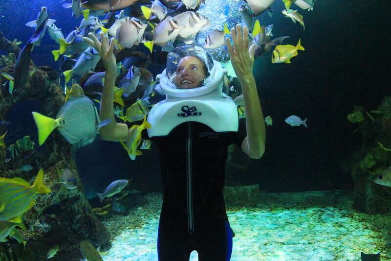 Cancun: Interactive Aquarium - Swim with dolphins Premium - The Sum Up