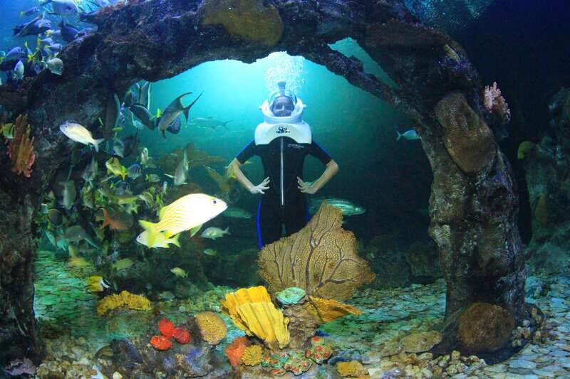 Cancun: Interactive Aquarium - Swim with dolphins Premium - FAQ