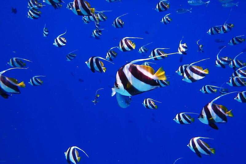 cancun-jungle-expedition-with-speedboat-ride-and-snorkel