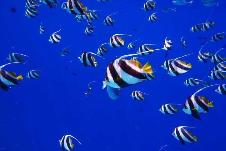 cancun-jungle-expedition-with-speedboat-ride-and-snorkel