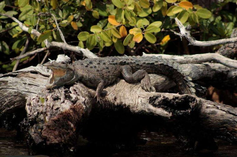cancun-jungle-tour-adventure-with-speedboat-and-snorkeling-3