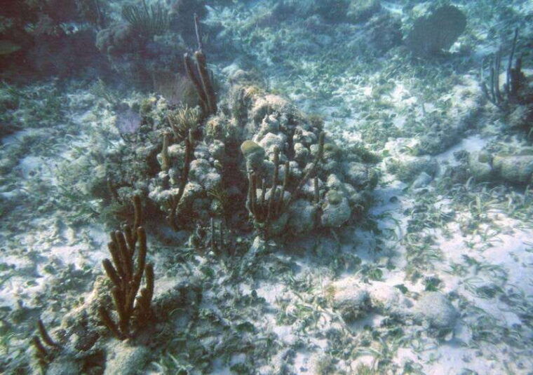 cancun-laguna-nichupte-speedboat-snorkeling-tour