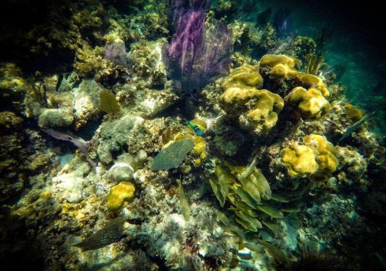 cancun-laguna-nichupte-speedboat-snorkeling-tour