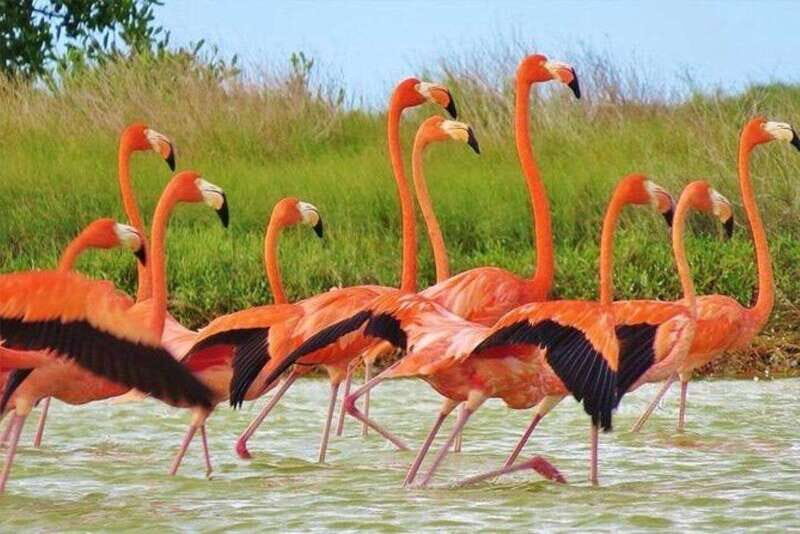 Cancun: Las Coloradas and Río Lagartos Private Tour - Transportation and Comfort