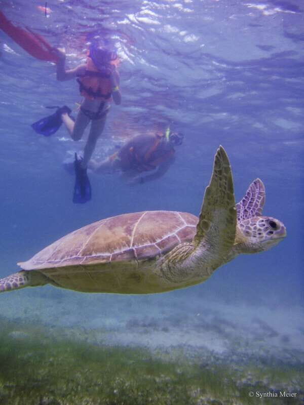 Cancun: Marine Turtle Observation in Akumal - The Experience in Detail