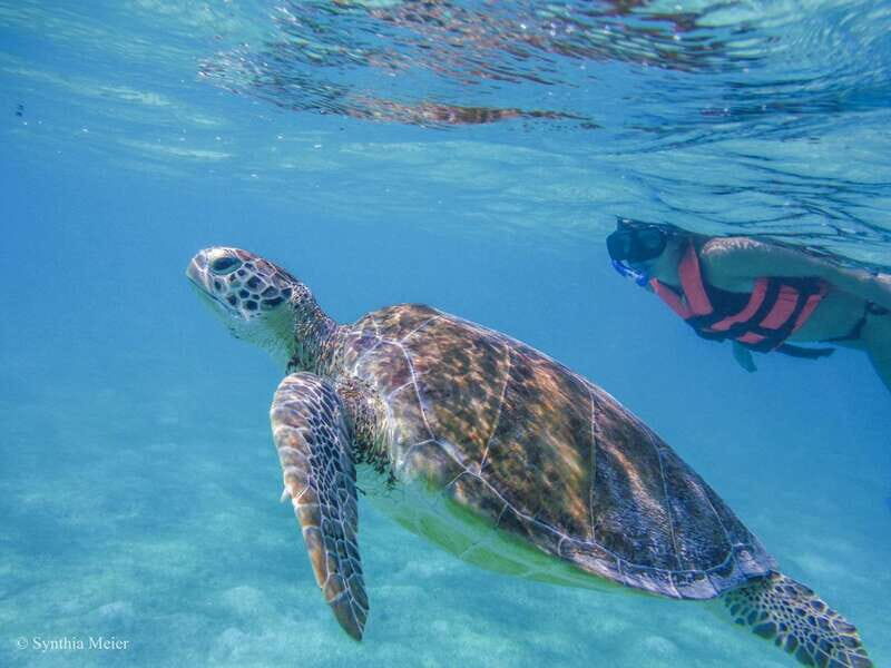 Cancun: Marine Turtle Observation in Akumal - Practical Considerations
