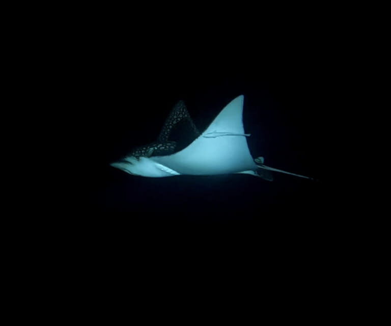 Cancun: Night Dive for Certified Divers - What to Expect from Your Night Dive in Cancun