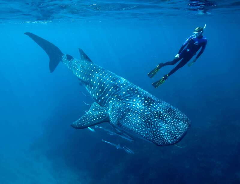 Cancun or Riviera Maya: Whale Shark Tour & Playa Norte Beach - Key Points
