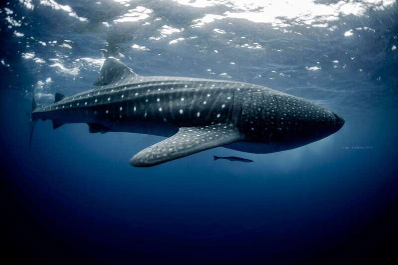 Cancun or Riviera Maya: Whale Shark Tour & Playa Norte Beach - An In-Depth Look at the Whale Shark & Playa Norte Experience