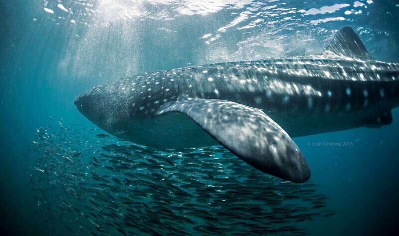 Cancun or Riviera Maya: Whale Shark Tour & Playa Norte Beach - Final Thoughts: Is It Worth It?