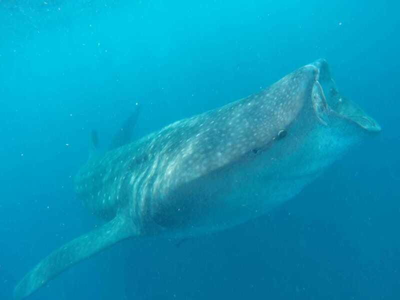 Cancun or Riviera Maya: Whale Shark Tour & Playa Norte Beach - FAQ