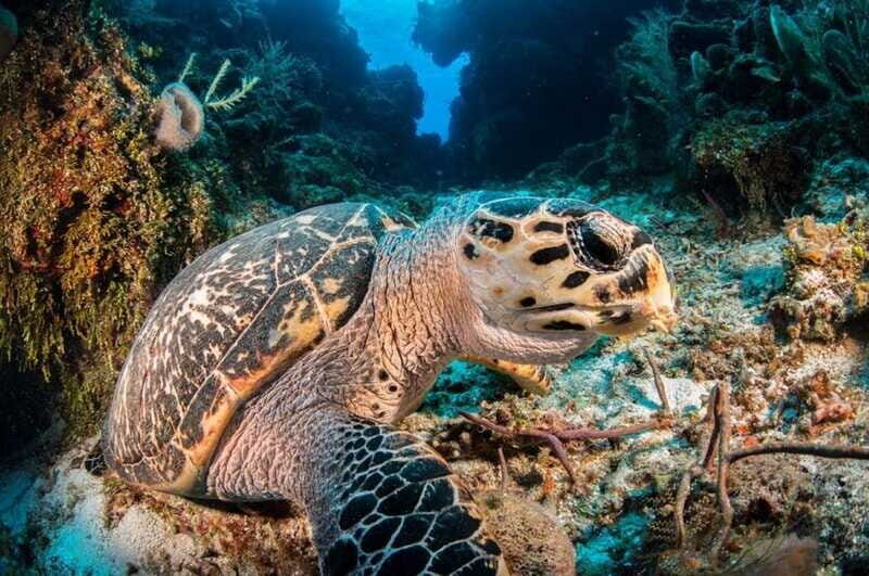Cancun: Parrotfish Adventure Package - The Logistics and Comfort of the Tour