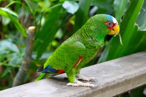 Cancun: Private Birdwatching Tour - What You Can Expect from This Birdwatching Tour