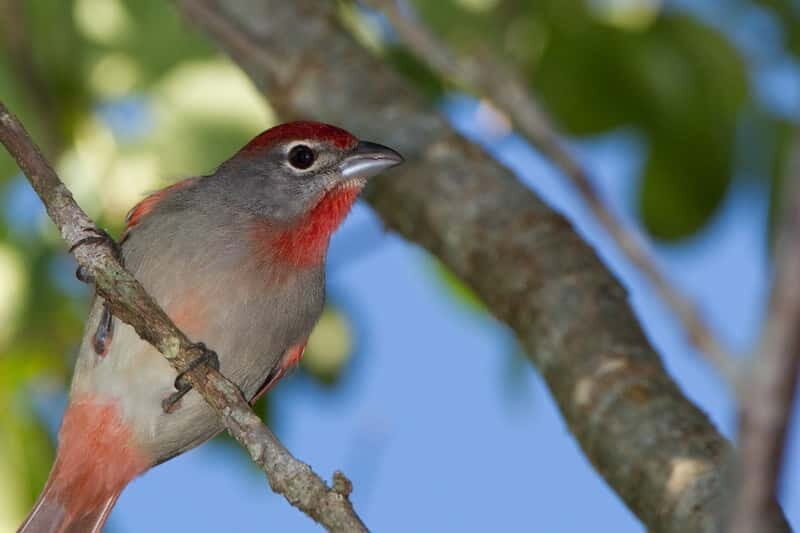 Cancun: Private Birdwatching Tour - The Experience of a Lifetime for Nature Enthusiasts