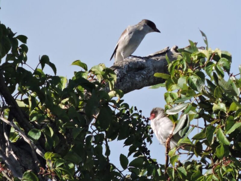 Cancun: Private Birdwatching Tour - Final Thoughts
