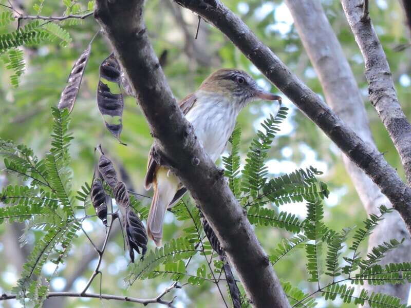 Cancun: Private Birdwatching Tour - FAQ