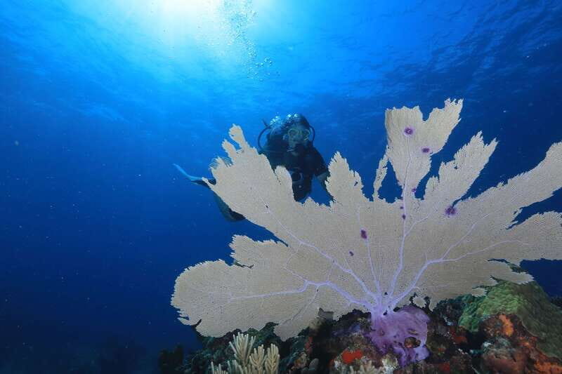 Cancun: Scuba Diving for Beginners, 2 Dives - Price and Value