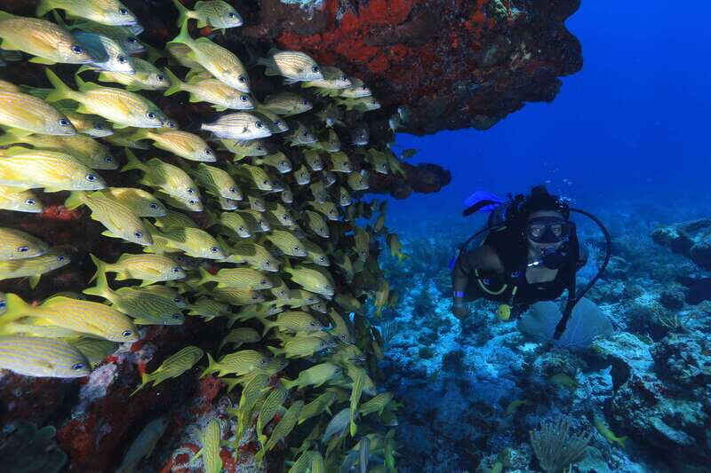 Cancun: Scuba Diving for Beginners, 2 Dives - Practical Tips for Participants