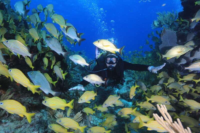 Cancun: Scuba Diving for Certified Divers, 3 options to dive - An In-Depth Look at the Cancun Certified Diving Tour