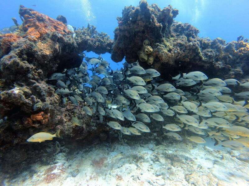 Cancun: Scuba Diving in Puerto Morelos for Beginners 2 Dives - The Experience: What’s Included and What You Can Expect